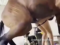 AnimalFreePorn